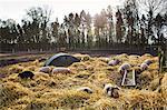Gloucester Old Spot pigs in an open field pen with fresh straw and metal pig arks shelter.