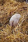 High angle rear view of piglet hiding in a heap of straw.