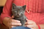 A small grey kitten sitting, held on a woman's lap.