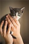 A small grey and white kitten being held in a person's hands.