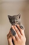 A small grey kitten being held in a person's hands.