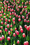 Floral background of tulips. A large number of pink tulips in the park under the morning sunlight in the spring.
