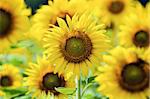 Many yellow flower of the Sunflower or Helianthus Annuus blooming in the farm, Thailand