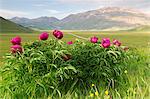 Europe,Italy,Umbria,Perugia district,Sibillini National park. Spring flowering