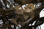 Leopard in the Masaimara