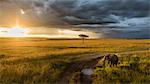 Elephant in the Masaimara at sunset