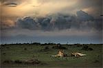 Lioness in the Masaimara at sunset