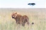 Male lion in the Masai Mara