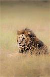 Lion in the Masai Mara grassland