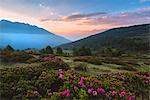 Rhododendrons at sunrise in Stelvio National park, Brescia province, Lombardy district, Italy, Europe.