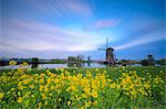 Windmills framed by yellow flowers and typical canal at dawn Kinderdijk Molenwaard South Holland The Netherlands Europe