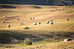 The harvest in Val d'Orcia, Tuscany, Italy