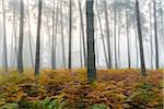 Pine forest on misty morning in autumn in Hesse, Germany