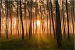 Sunlight shining through silhouetted trees in a pine forest on a misty morning at sunrise in Hesse, Germany