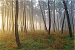 Silhouetted tree trunks in a pine forest on a misty morning at sunrise in autumn in Hesse, Germany