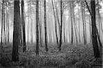 Black and white image of tree trunks in a pine forest on misty morning in Hesse, Germany