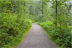 Trail through forest in the morning at Neuschoenau in the Bavarian Forest National Park, Bavaria, Germany