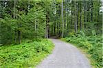 Trail through forest in the morning at Neuschoenau in the Bavarian Forest National Park, Bavaria, Germany