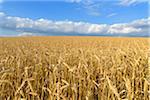 Wheat field in summer at Schoenanger in the Bavarian Forest, Bavaria, Germany