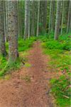 Trail through forest at Waldhauser in the Bavarian Forest National Park in Bavaria, Germany