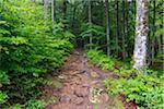 Trail through forest after rain at Waldhauser in the Bavarian Forest National Park in Bavaria, Germany