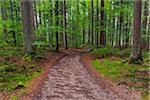 Trail through forest after rain at Spiegelau in the Bavarian Forest National Park in Bavaria, Germany