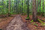 Trail through forest after rain at Spiegelau in the Bavarian Forest National Park in Bavaria, Germany