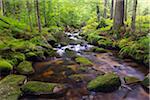 Mountain stream after rain at Kleine Ohe at Waldhauser in the Bavarian Forest National Park in Bavaria, Germany