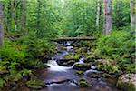 Mountain stream after rain at Kleine Ohe at Waldhauser in the Bavarian Forest National Park in Bavaria, Germany