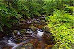 Mountain stream after rain at Kleine Ohe at Waldhauser in the Bavarian Forest National Park in Bavaria, Germany