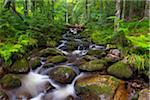 Mountain stream after rain at Kleine Ohe at Waldhauser in the Bavarian Forest National Park in Bavaria, Germany