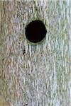 Close-up of hole in tree trunk at Neuschoenau in the Bavarian Forest National Park in Bavaria, Germany