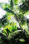 Close-up view of underside of palm trees backlit by the sun in Australia