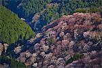 Blooming cherry blossoms at Mount Yoshino, Nara Prefecture, Japan