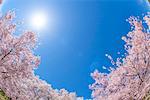 Cherry blossoms in full bloom and blue sky