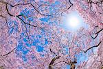 Cherry blossoms in full bloom and blue sky