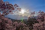 Cherry blossoms in full bloom at Takato castle park at sunset, Nagano Prefecture, Japan