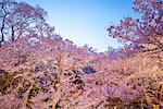 Cherry blossoms in full bloom at Takato castle park at night, Nagano Prefecture, Japan