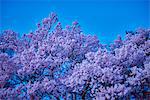 Cherry blossoms in full bloom at Takato castle park at night, Nagano Prefecture, Japan