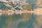 Cherry blossoms in full bloom at Lake Biwa, Shiga Prefecture, Japan