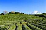 Morning view of Mount Fuji and tea plantation on a clear day, Shizuoka Prefecture, Japan