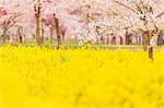 Cherry blossoms in full bloom and rapeseed flowers, Gunma Prefecture, Japan