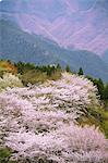 Blooming cherry blossoms at Gunma Prefectural Forest Park, Gunma Prefecture, Japan