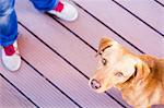 High angle view of dog looking up