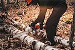 Mature man chainsawing tree trunk on autumn forest floor