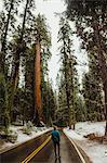 Rear view of young male hiker looking out at snowy forest, Sequoia National Park, California, USA