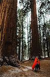 Young male hiker wrapped in red sleeping bag in forest, Sequoia National Park, California, USA