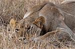Portrait of Lioness (Panthera leo),close-up, Maasai Mara National Reserve, Rift Valley, Kenya, Africa