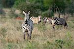 Grant's Zebra (Equus quagga boehmi), Lualenyi Game Reserve, Tsavo, Kenya