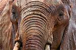Elephants (Loxodonta africana), Tsavo East National Park, Kenya